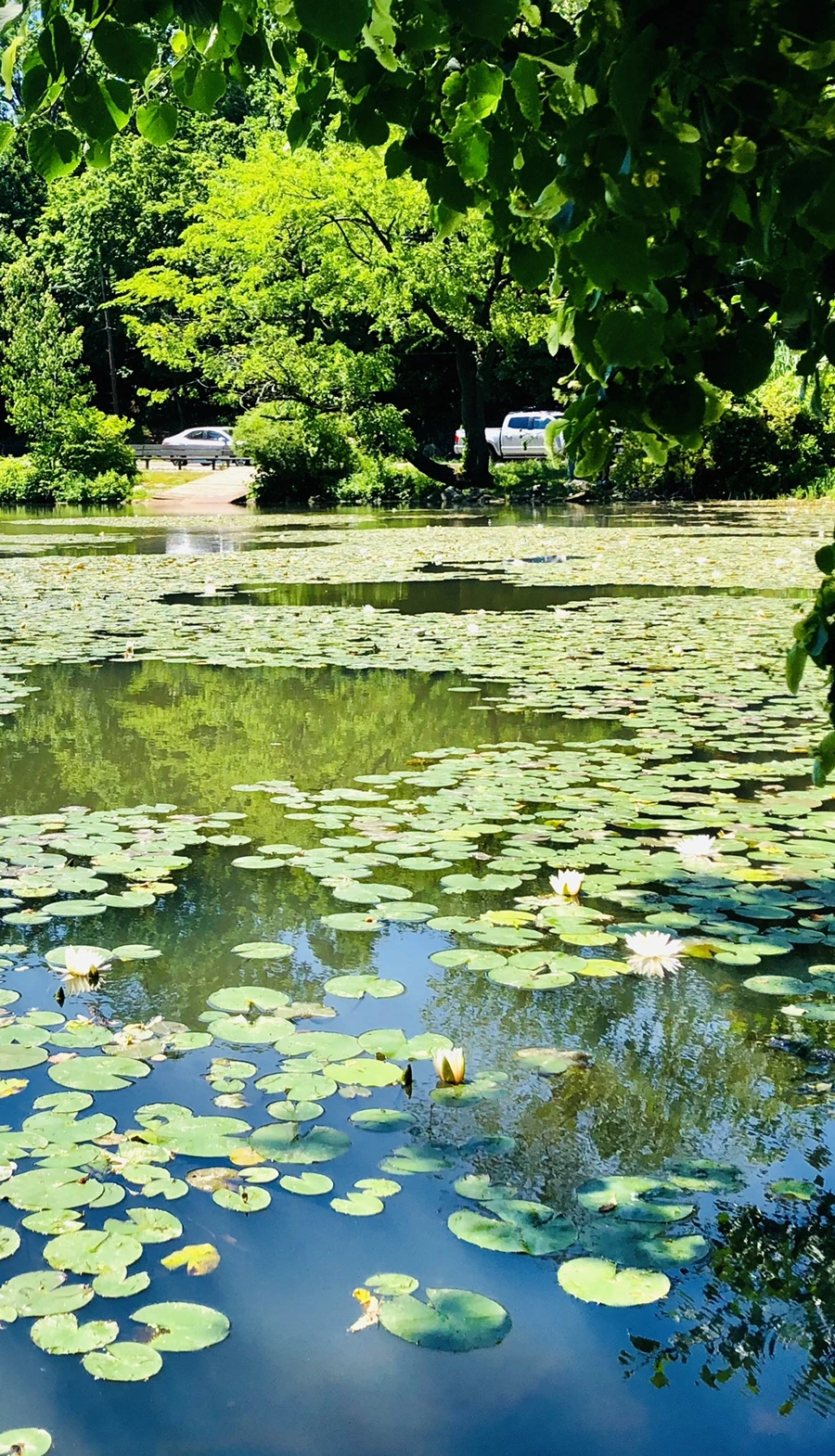 IMG_9716.jpg?type=w966