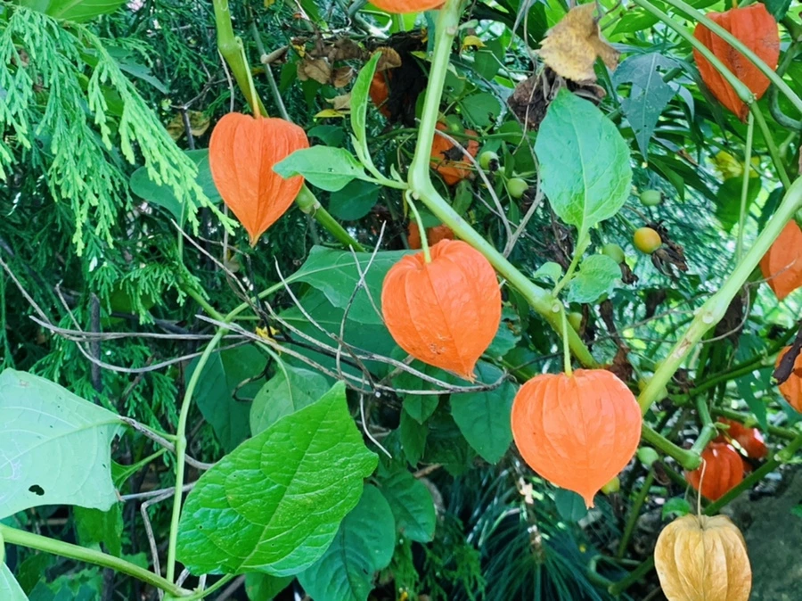 IMG_7333.jpg?type=w966