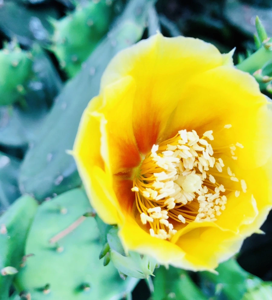 IMG_0263.jpg?type=w966