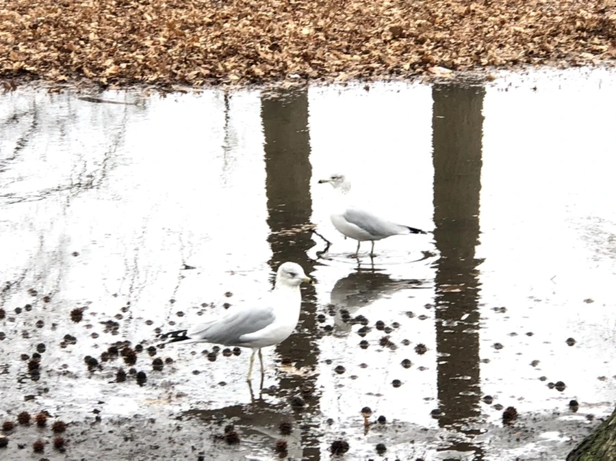 IMG_9414.jpg?type=w966