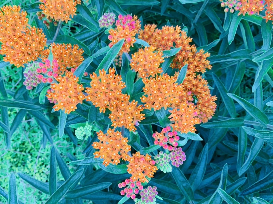 IMG_3942.jpg?type=w966