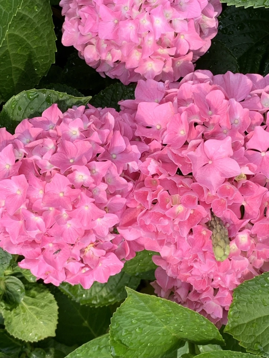 IMG_5985.jpg?type=w966