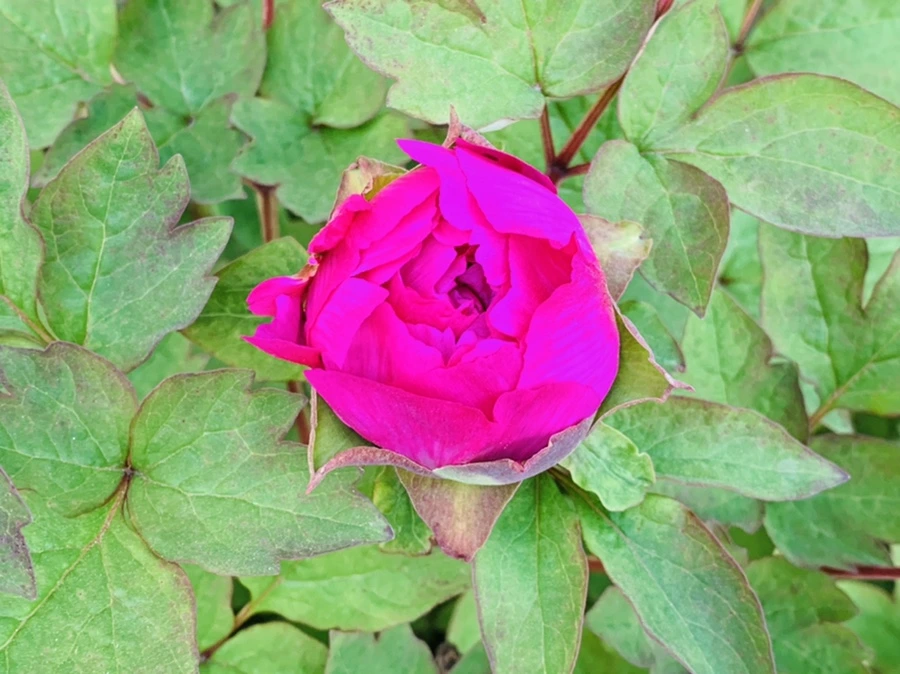 IMG_3608.jpg?type=w966