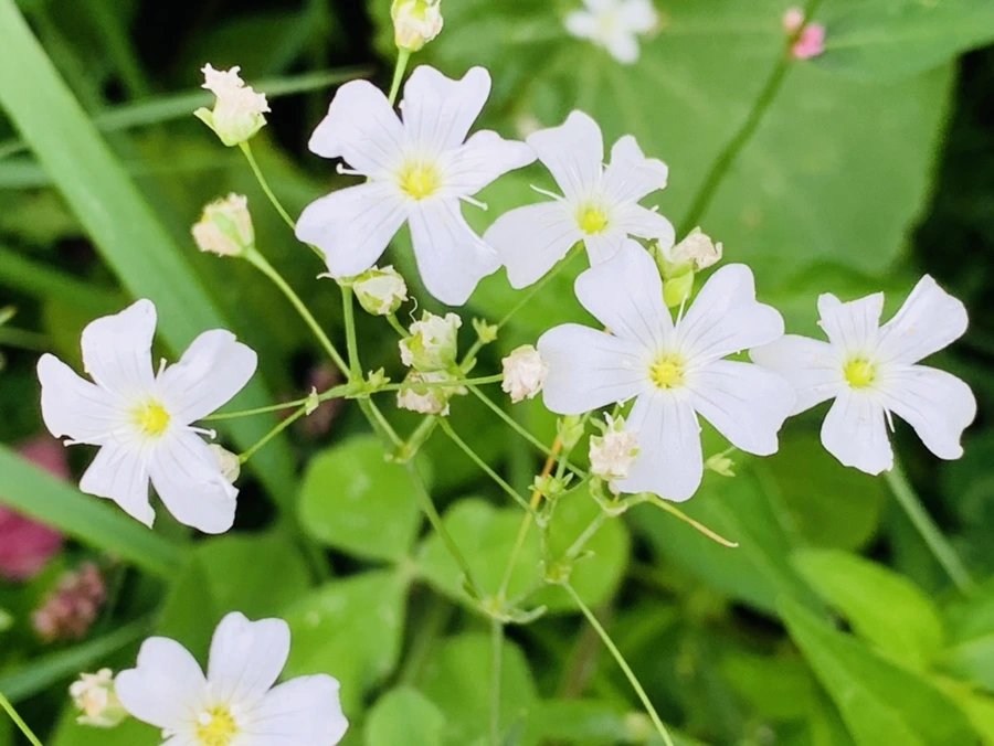 IMG_7250.jpg?type=w966