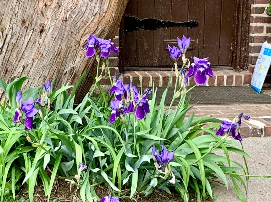 IMG_0491.jpg?type=w966