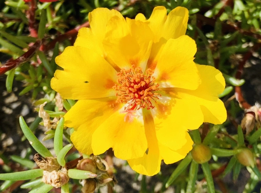 IMG_6723.jpg?type=w966