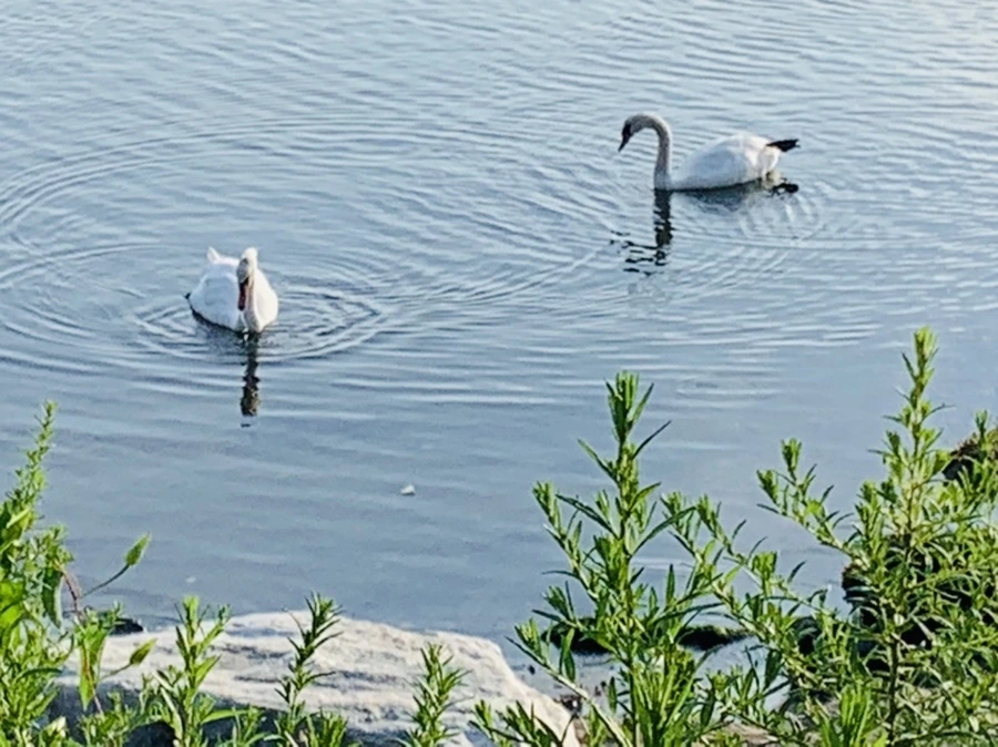 IMG_1533.jpg?type=w966