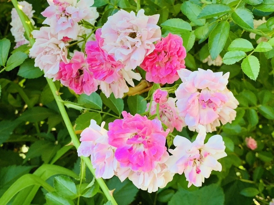 HmzboWBmBZU8cmt8CIdSi5t-sWs