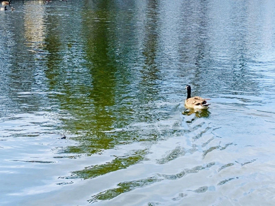 IMG_0322.jpg?type=w966