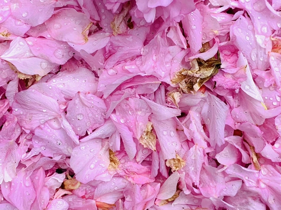 IMG_7289.jpg?type=w966