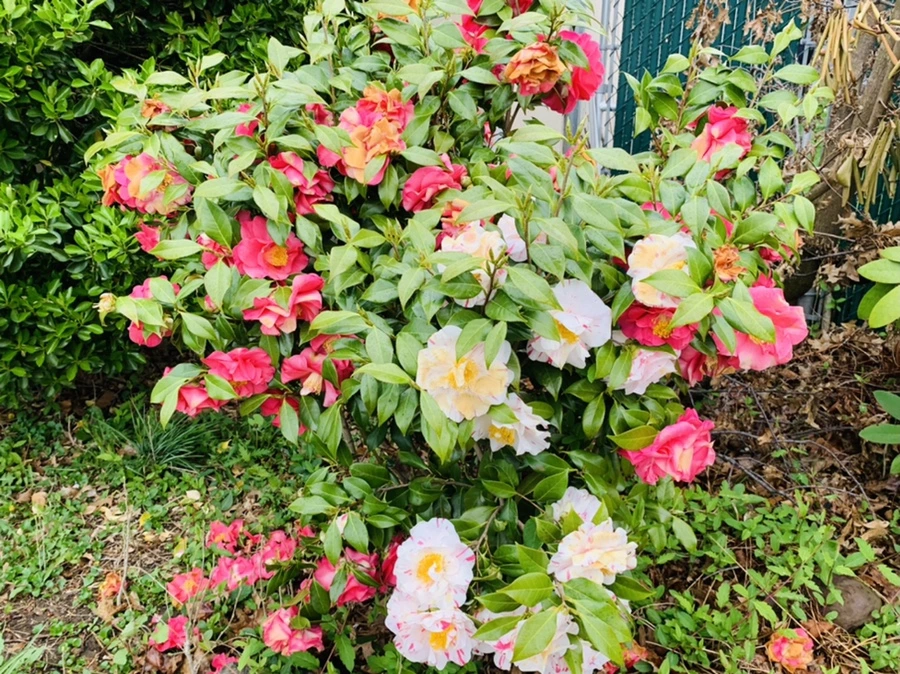 IMG_1359.jpg?type=w966