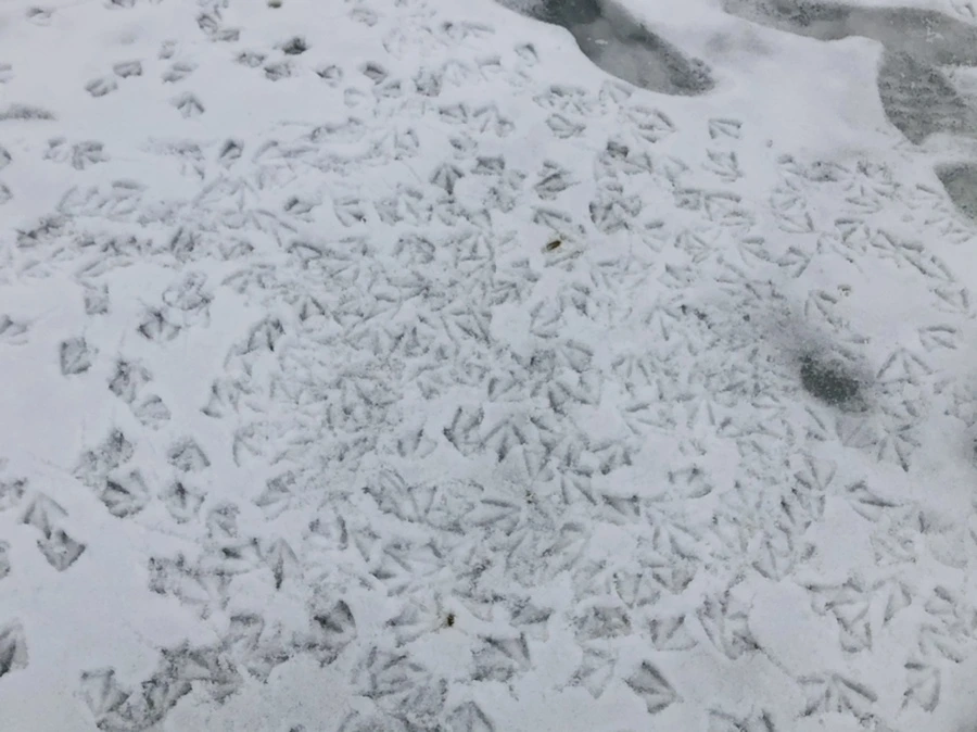 IMG_2562.jpg?type=w966