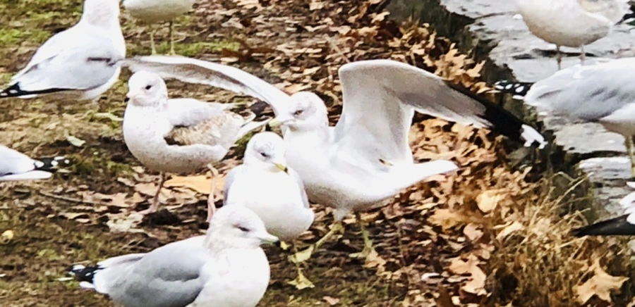 IMG_9598.jpg?type=w966