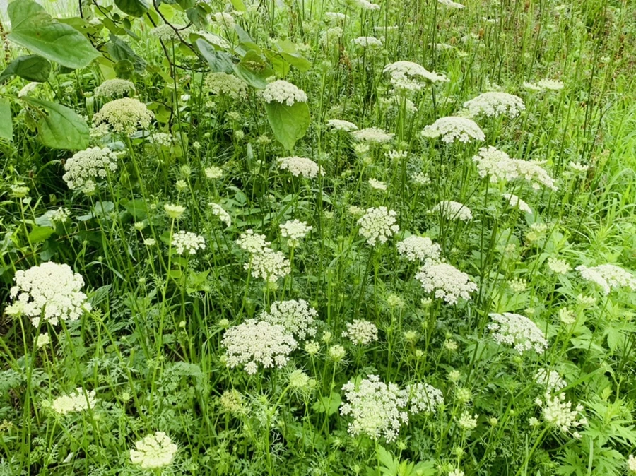 IMG_7740.jpg?type=w966