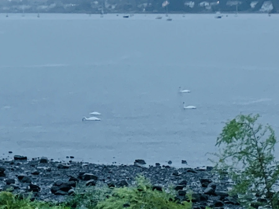 IMG_9248.jpg?type=w966