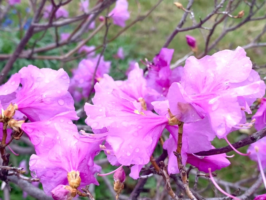 IMG_6136.jpg?type=w966