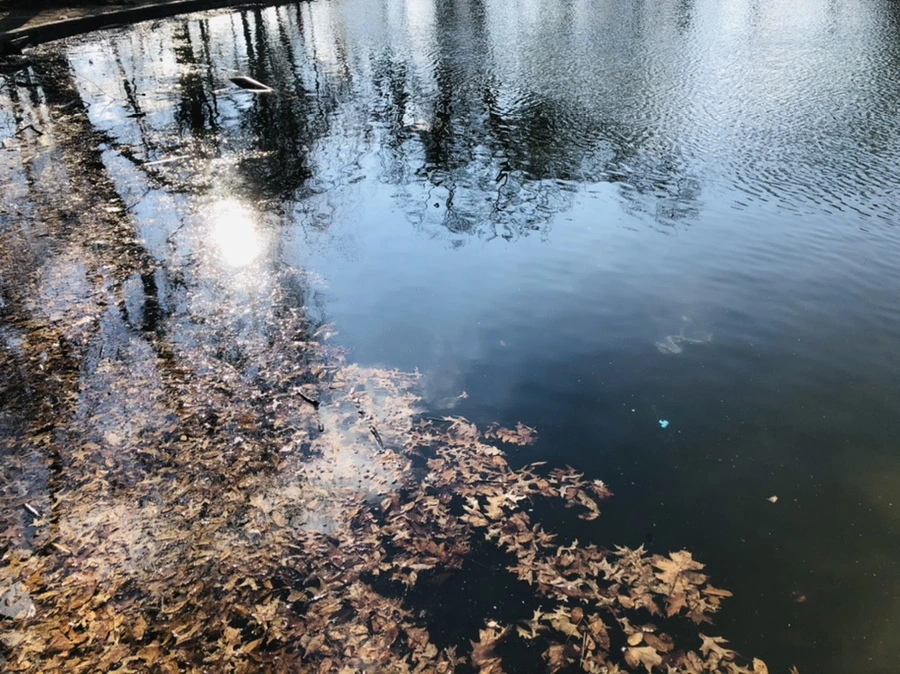 IMG_4116.jpg?type=w966