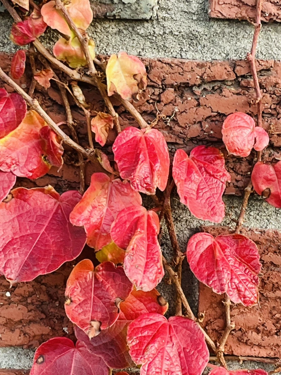 IMG_5924.jpg?type=w966