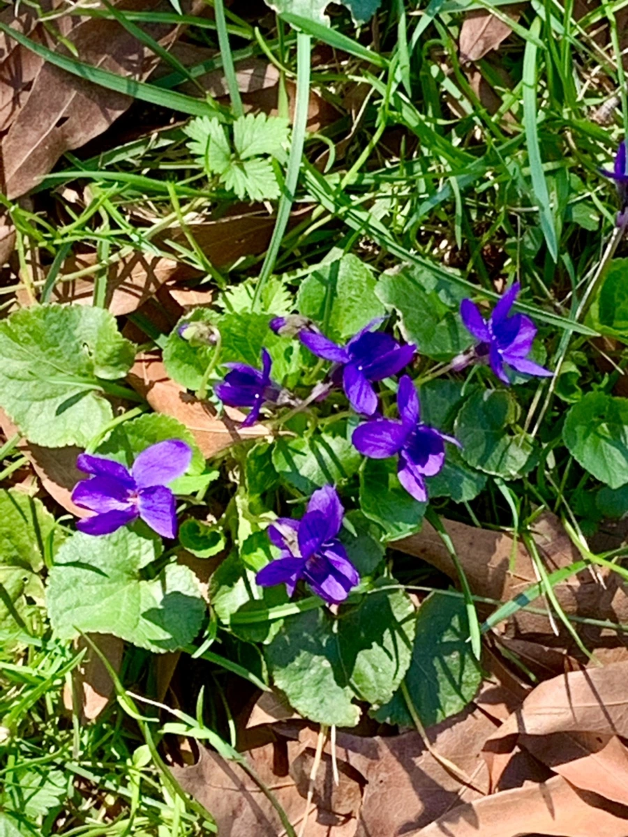 IMG_5823.jpg?type=w966