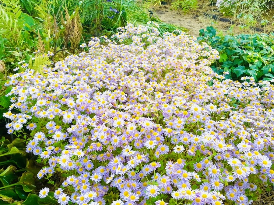 IMG_1759.jpg?type=w966