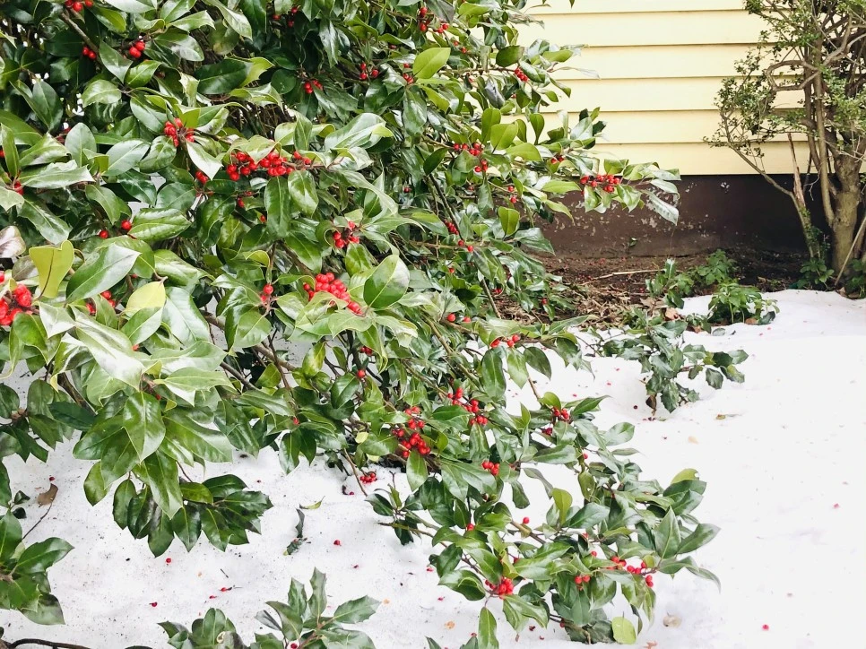 IMG_2666.jpg?type=w966