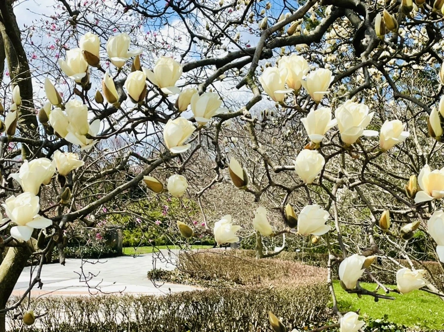 IMG_7063.jpg?type=w966