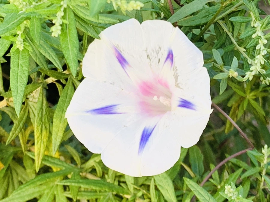 IMG_7053.jpg?type=w966