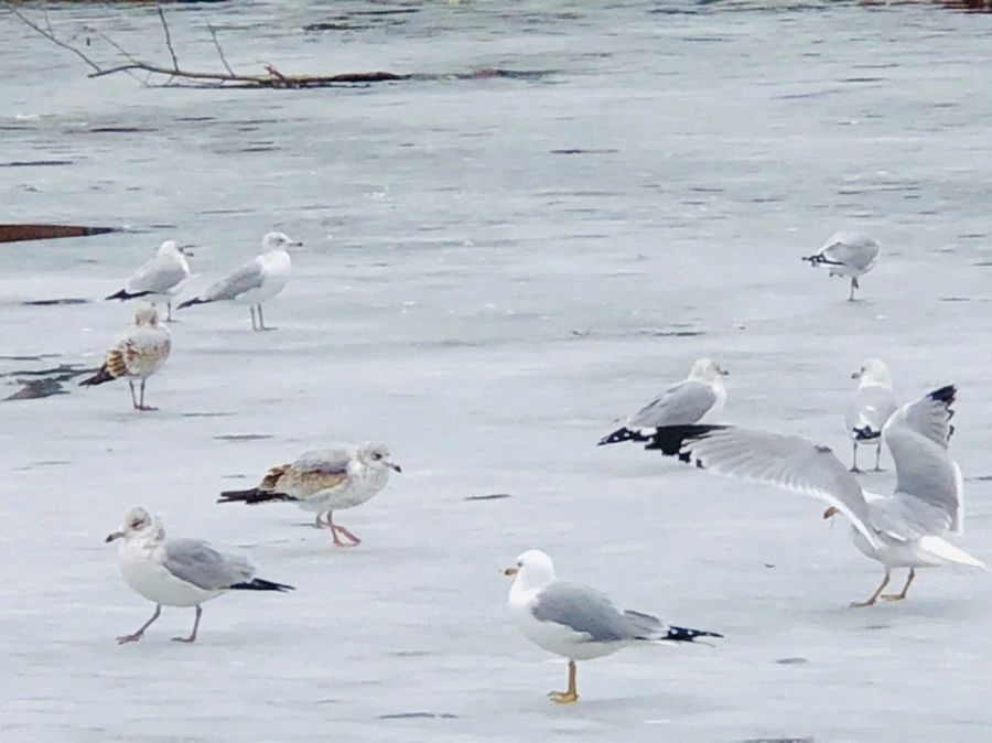 IMG_6345.jpg?type=w966