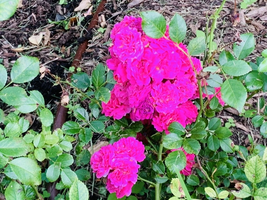 IMG_8690.jpg?type=w966