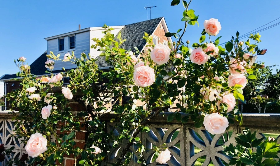 IMG_8423.jpg?type=w966