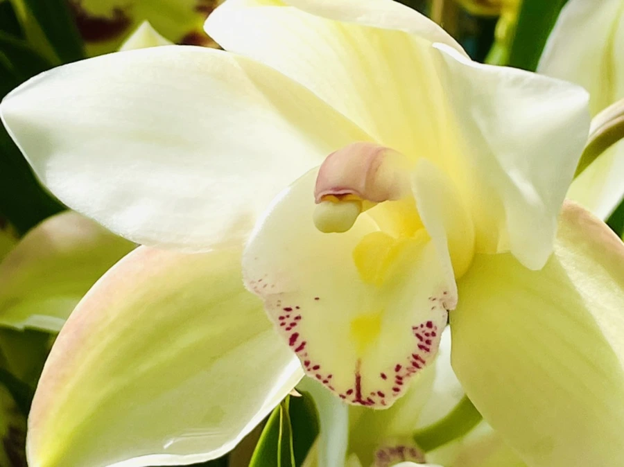 IMG_6426.jpg?type=w966