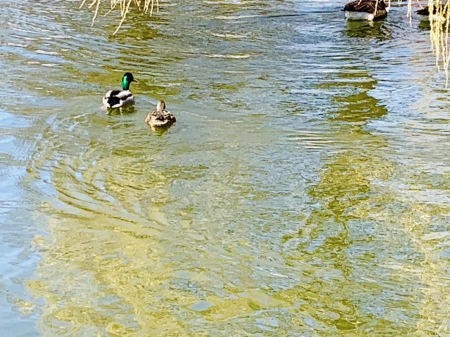 IMG_3093.jpg?type=w966