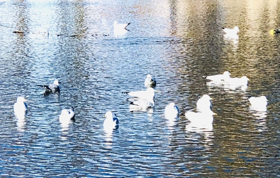 IMG_9725.jpg?type=w966