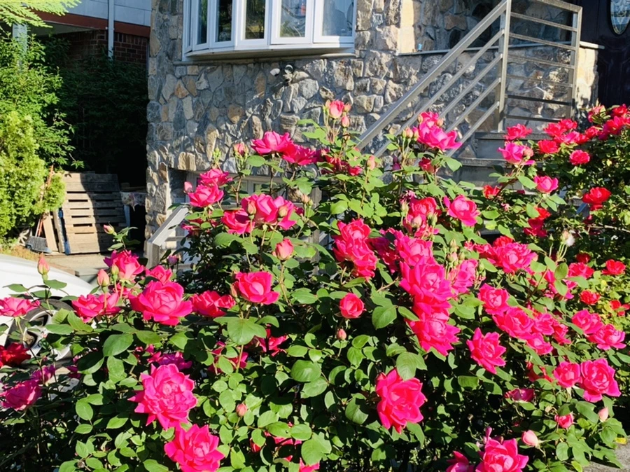 IMG_4633.jpg?type=w966