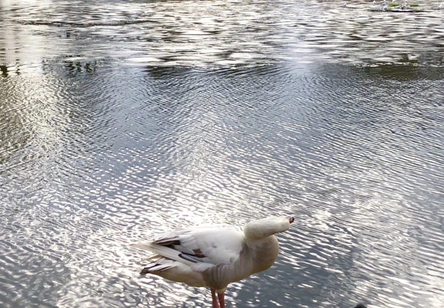 IMG_5077.jpg?type=w966