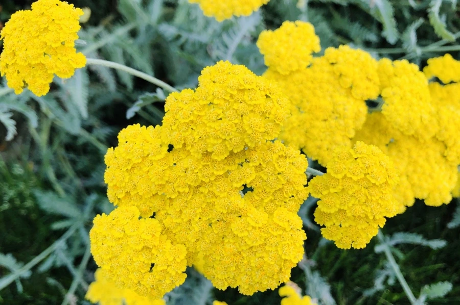 IMG_8741.jpg?type=w966