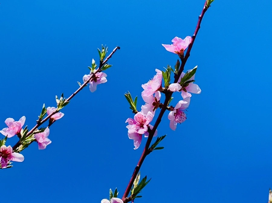 IMG_8164.jpg?type=w966