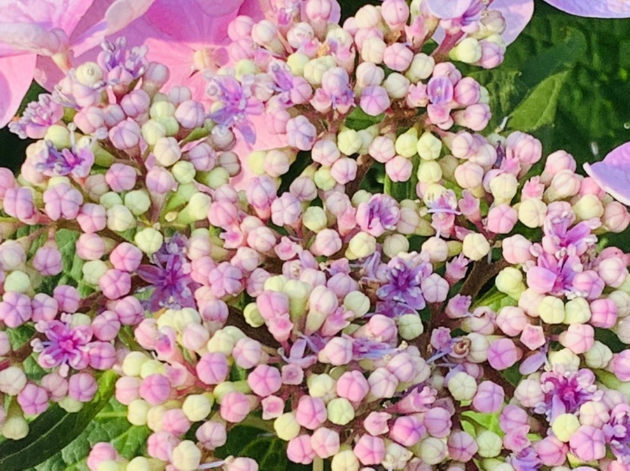 IMG_6058.jpg?type=w966