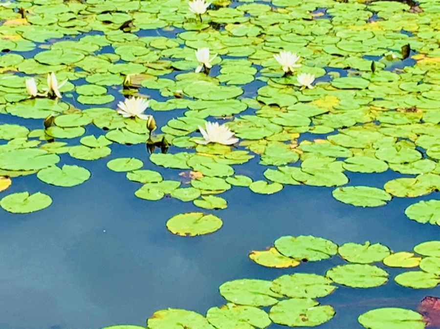 IMG_9281.jpg?type=w966