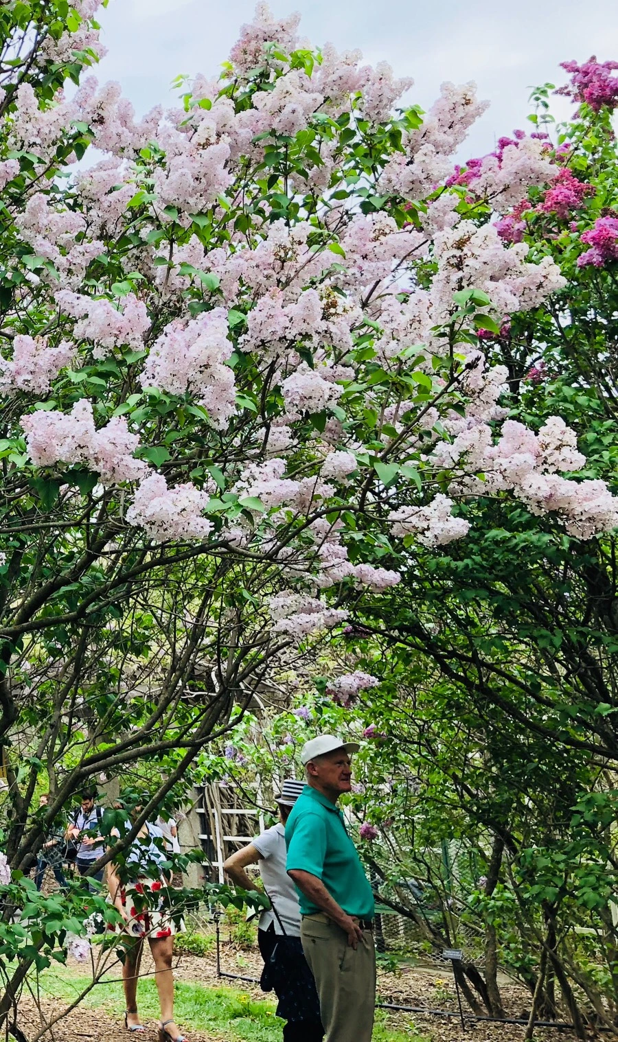 IMG_5477.jpg?type=w966