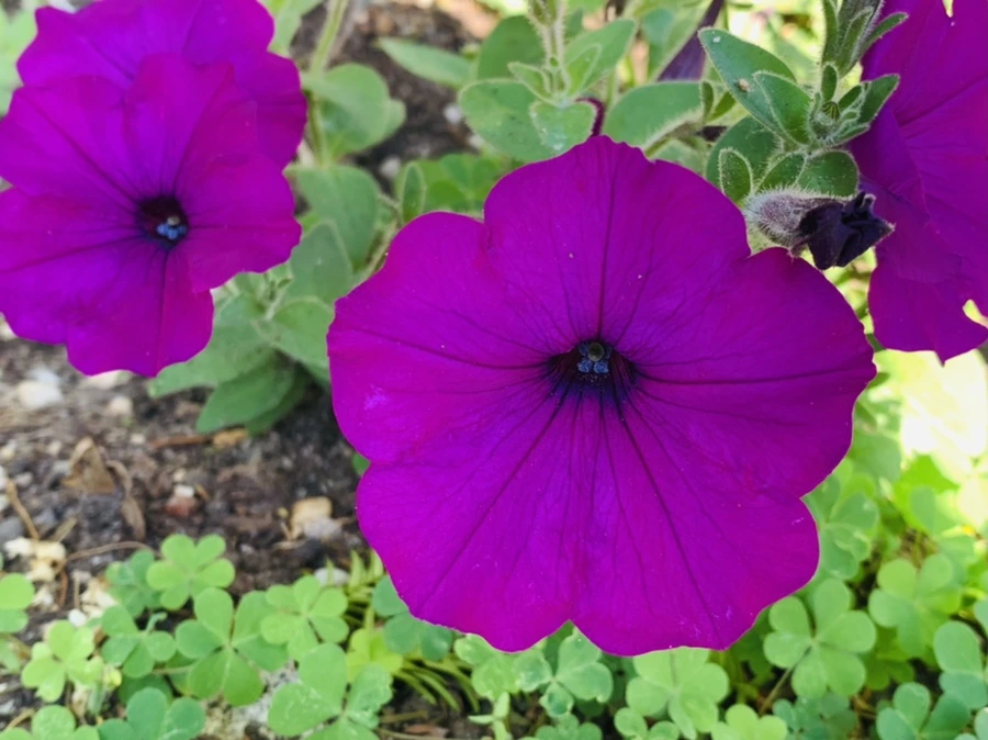 IMG_5302.jpg?type=w966