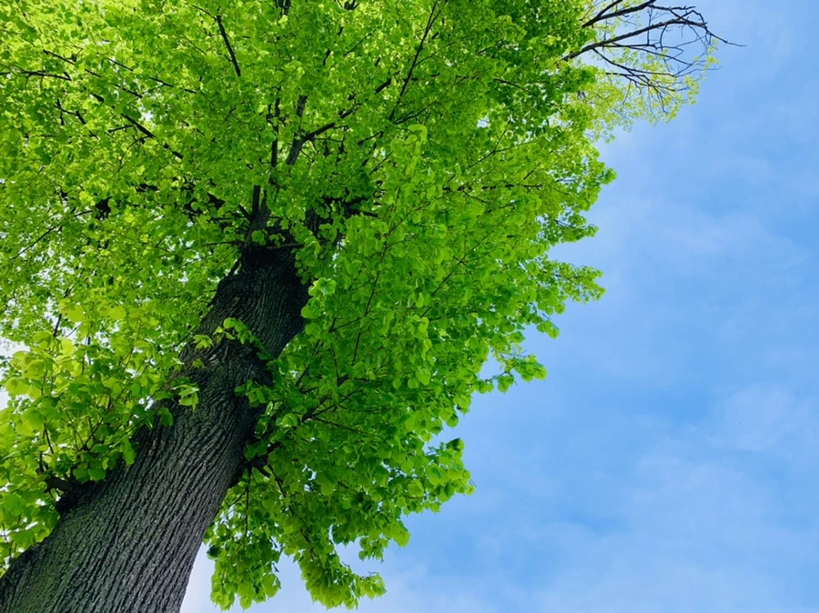 IMG_9640.jpg?type=w966