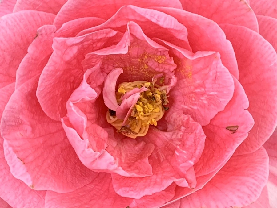 IMG_7784.jpg?type=w966