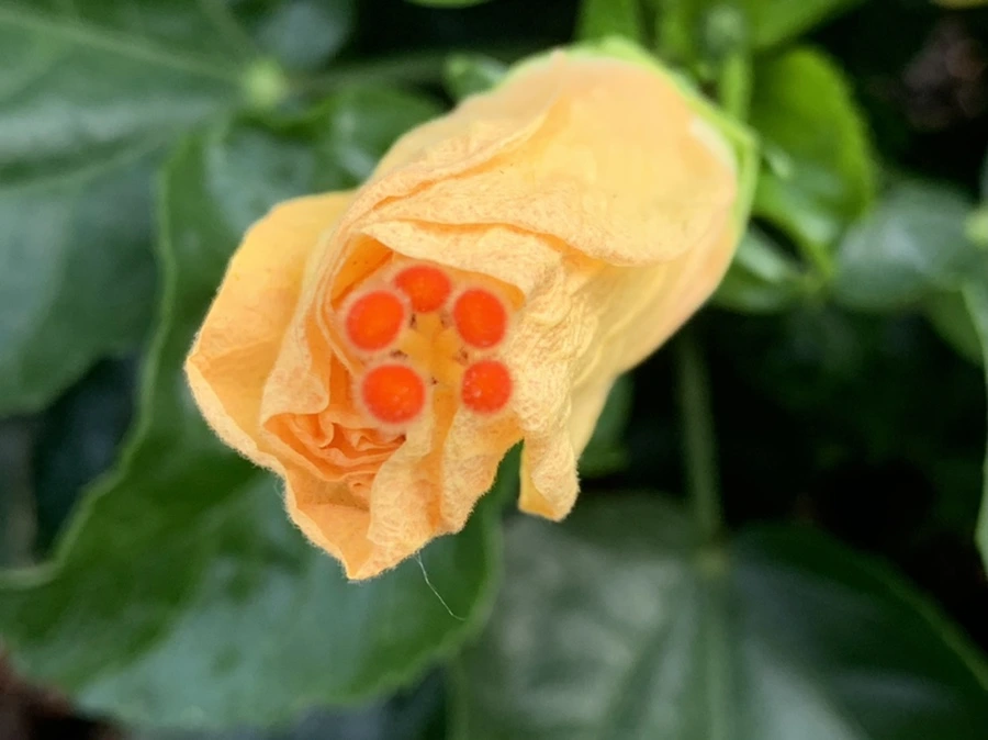 IMG_8211.jpg?type=w966