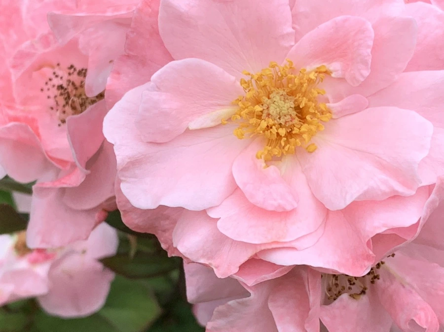 IMG_3983.jpg?type=w966