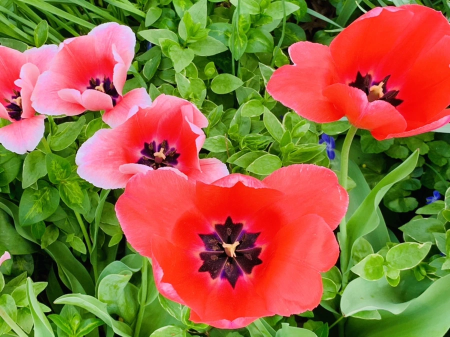 IMG_6971.jpg?type=w966