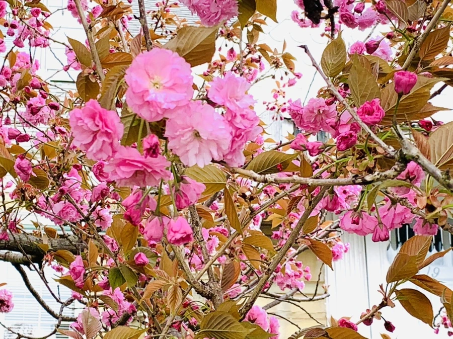 IMG_4404.jpg?type=w966