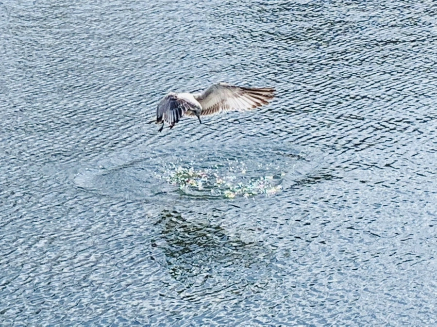 IMG_7269.jpg?type=w966