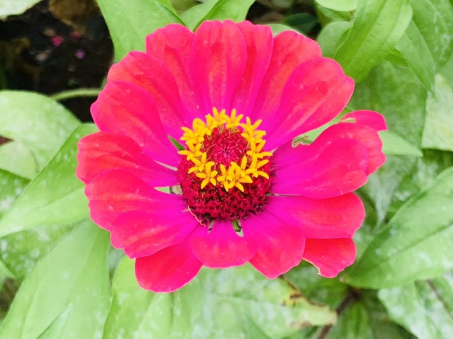 IMG_1172.jpg?type=w966