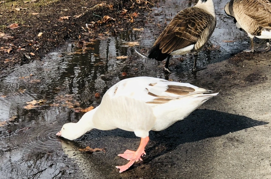 IMG_3584.jpg?type=w966